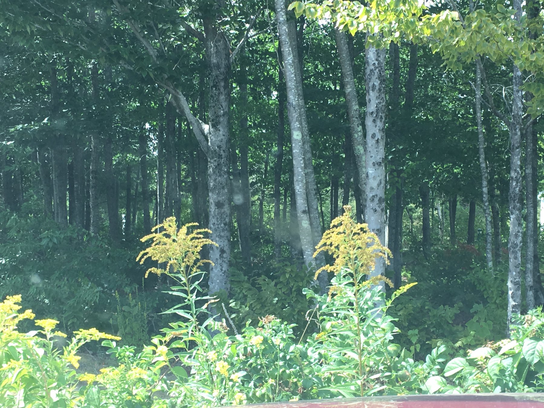 Maine, September 1, 2017.