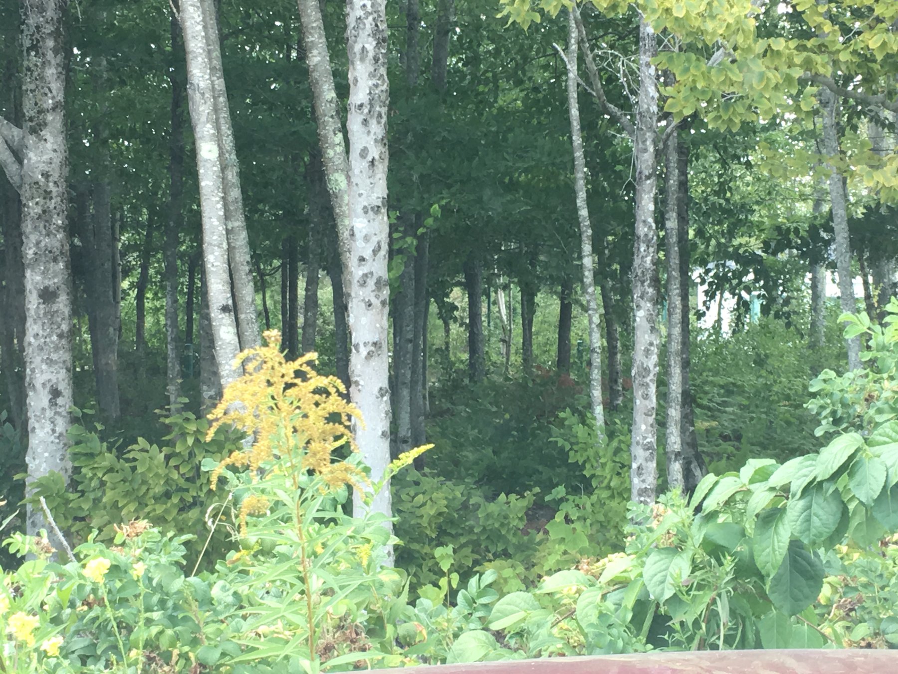 Maine, September 1, 2017.
