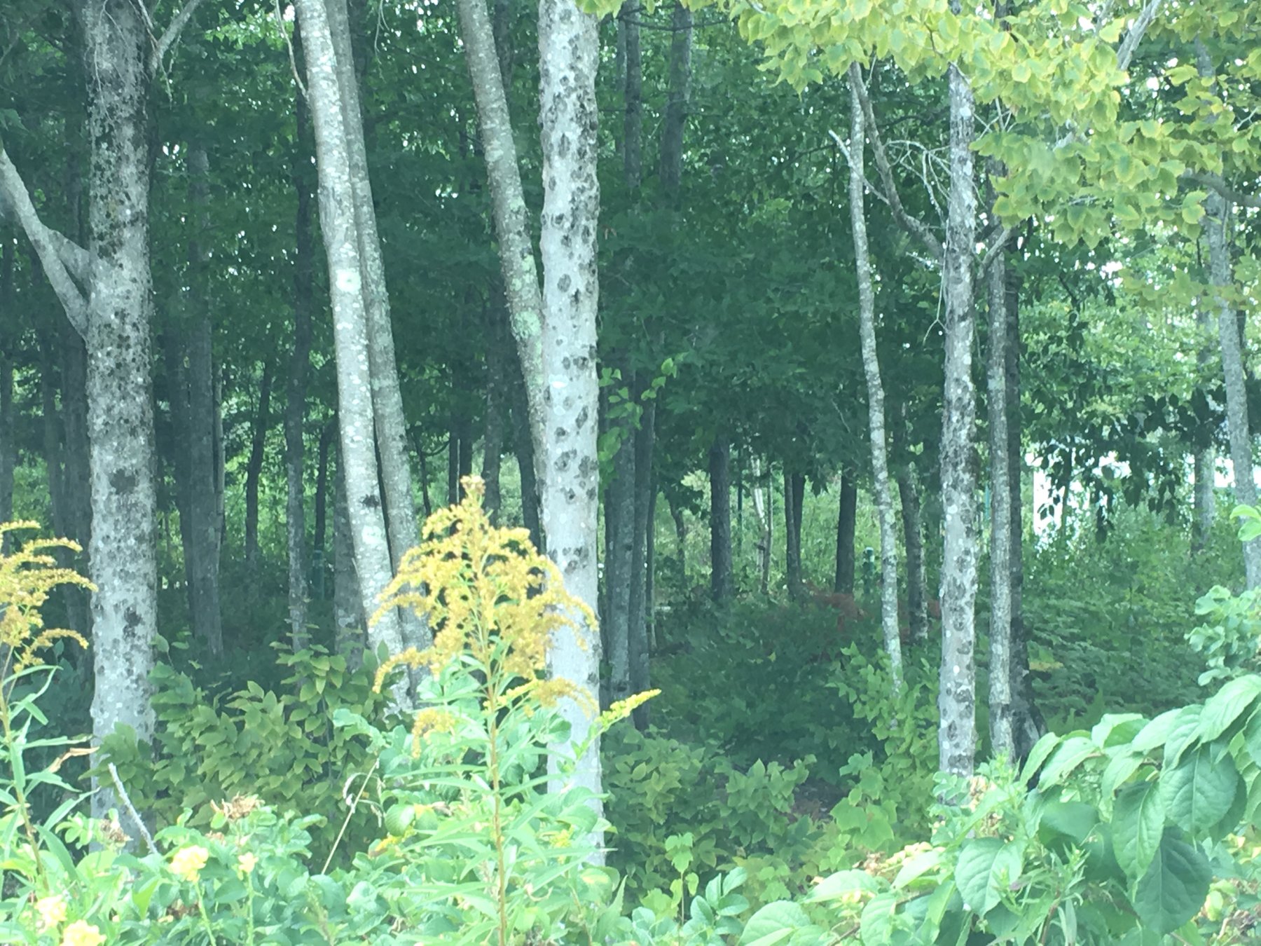 Maine, September 1, 2017.