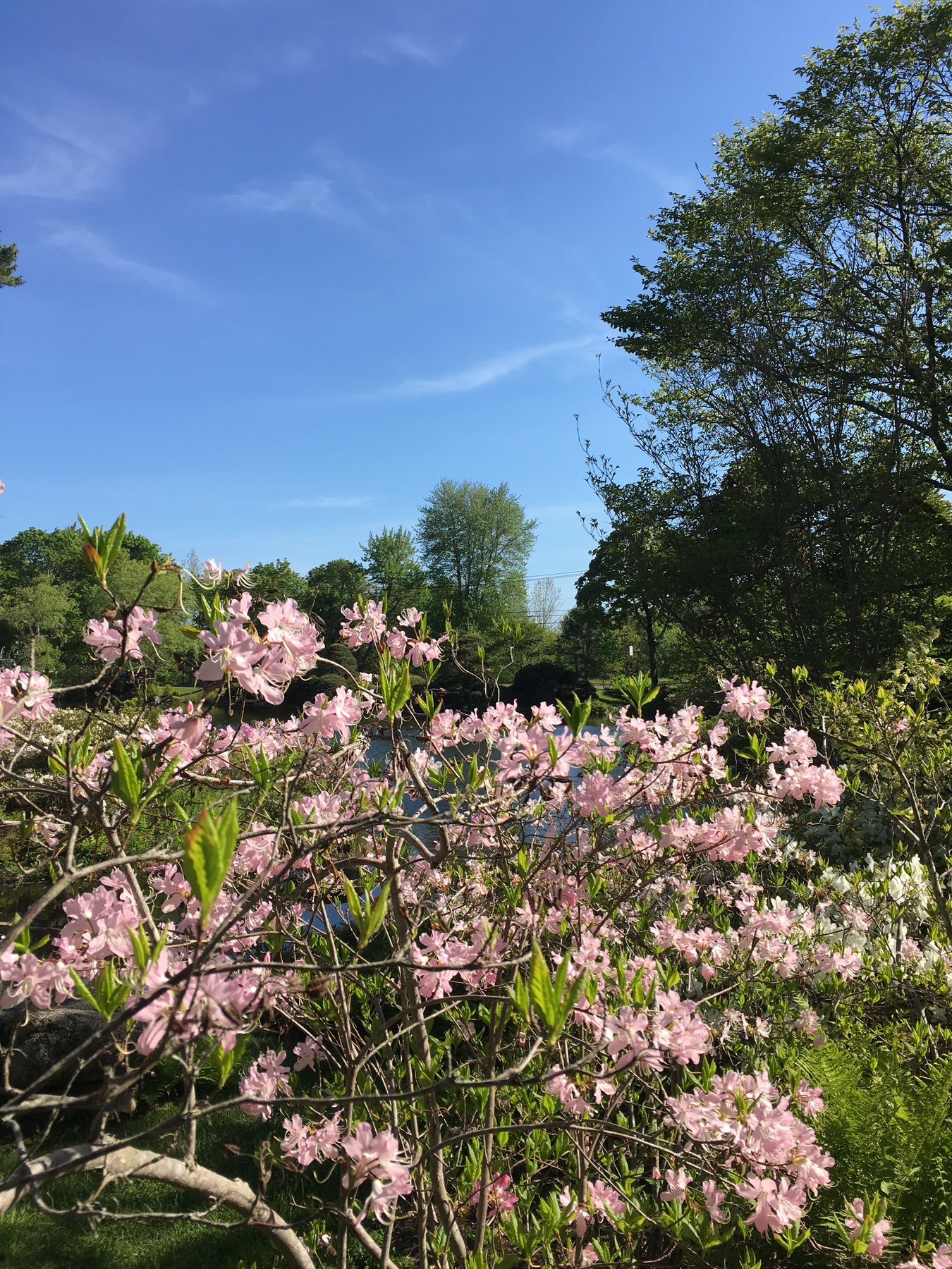Maine, June 3, 2018.