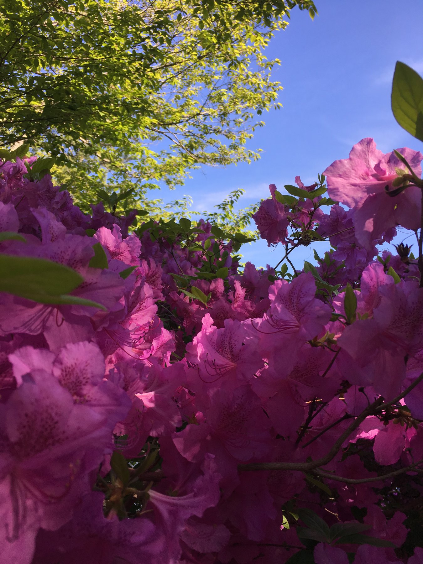 Maine, June 3, 2018.