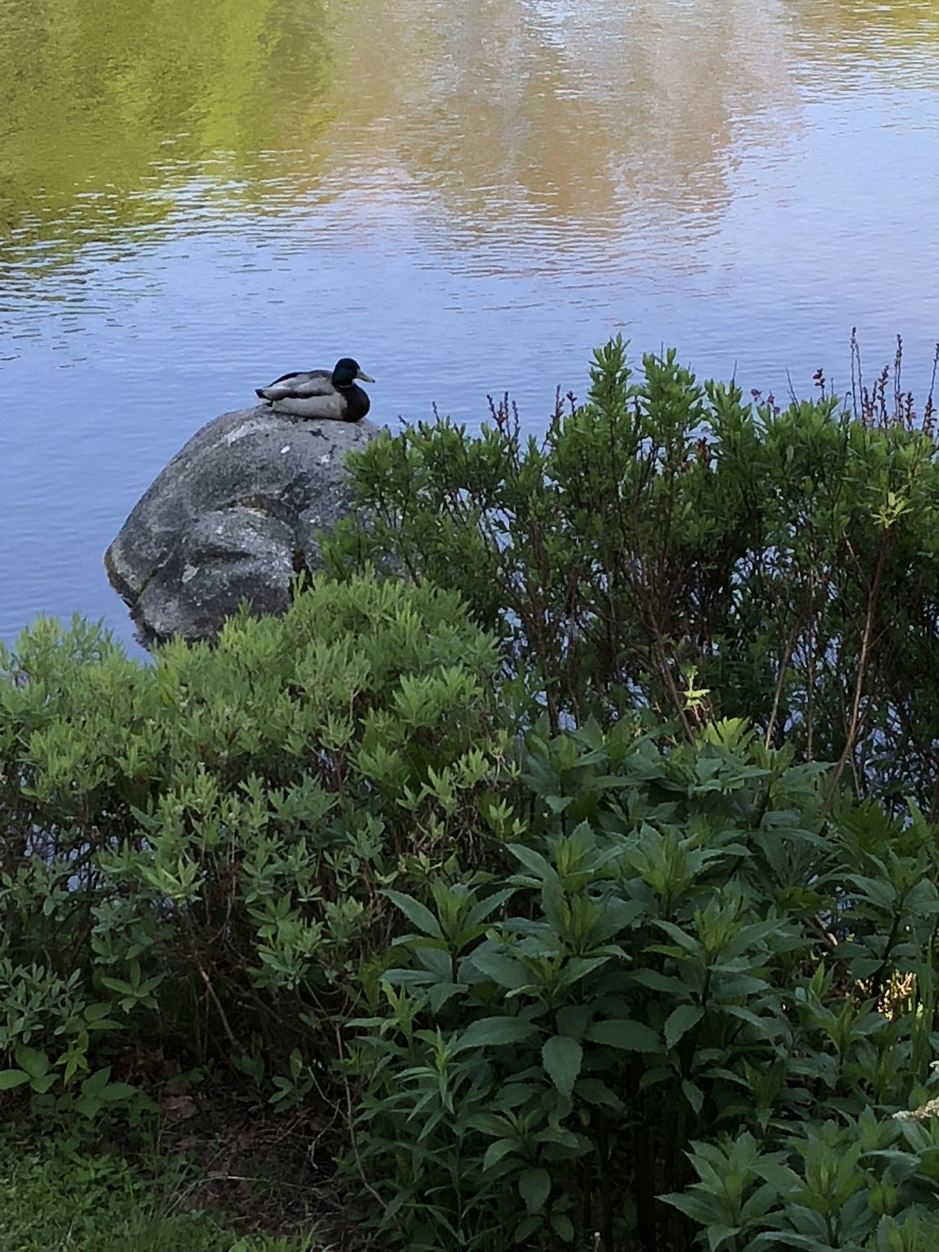 Maine, June 3, 2018.