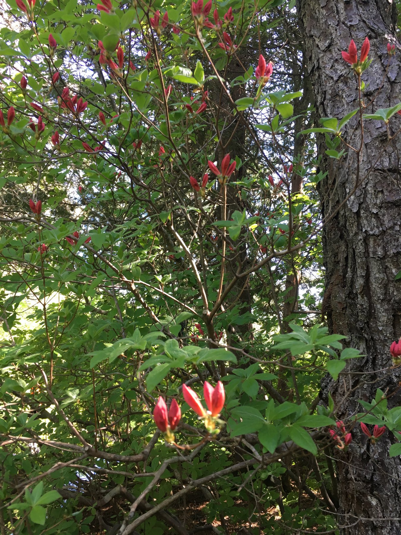 Maine, June 3, 2018.