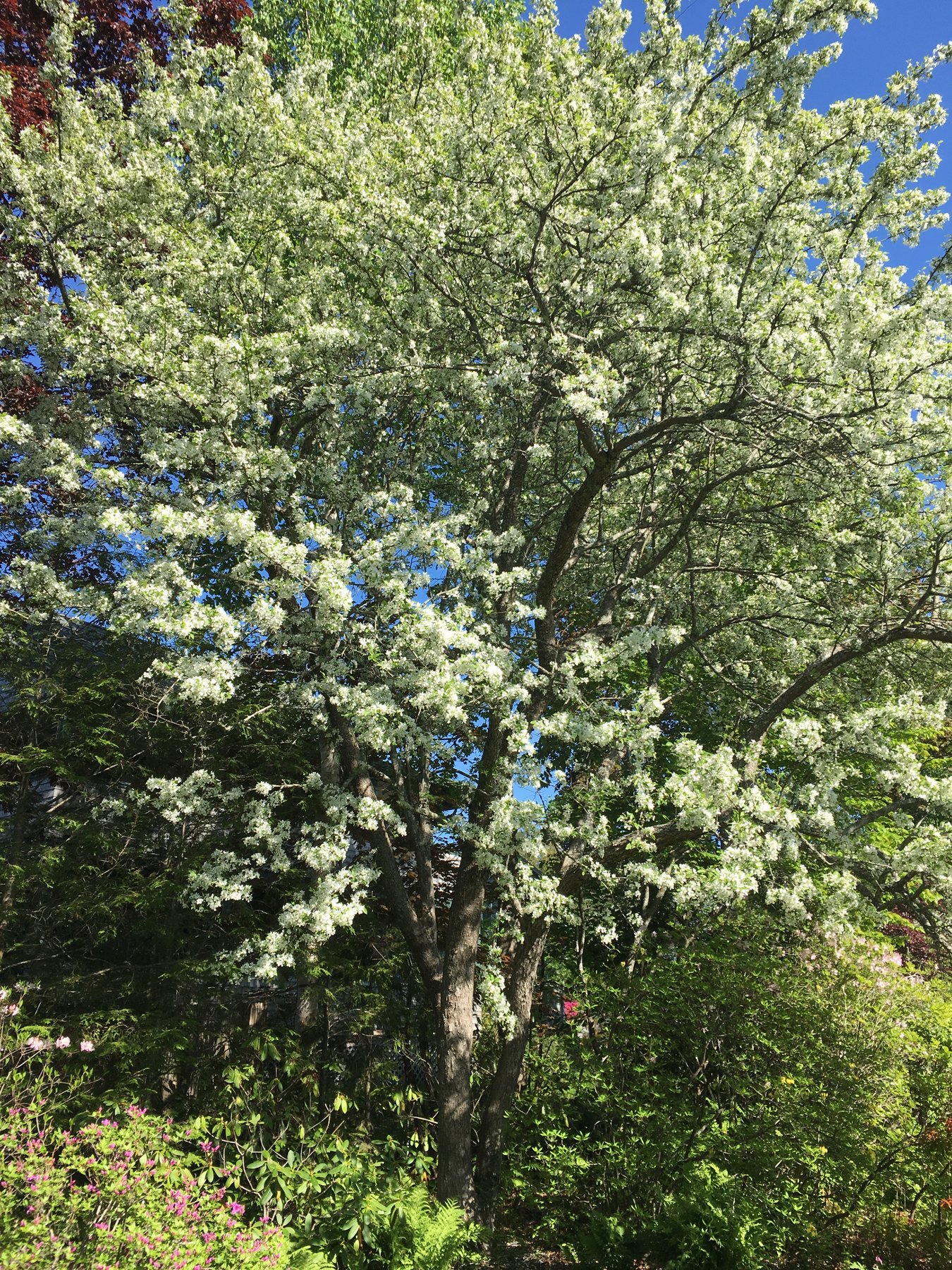 Maine, June 3, 2018.