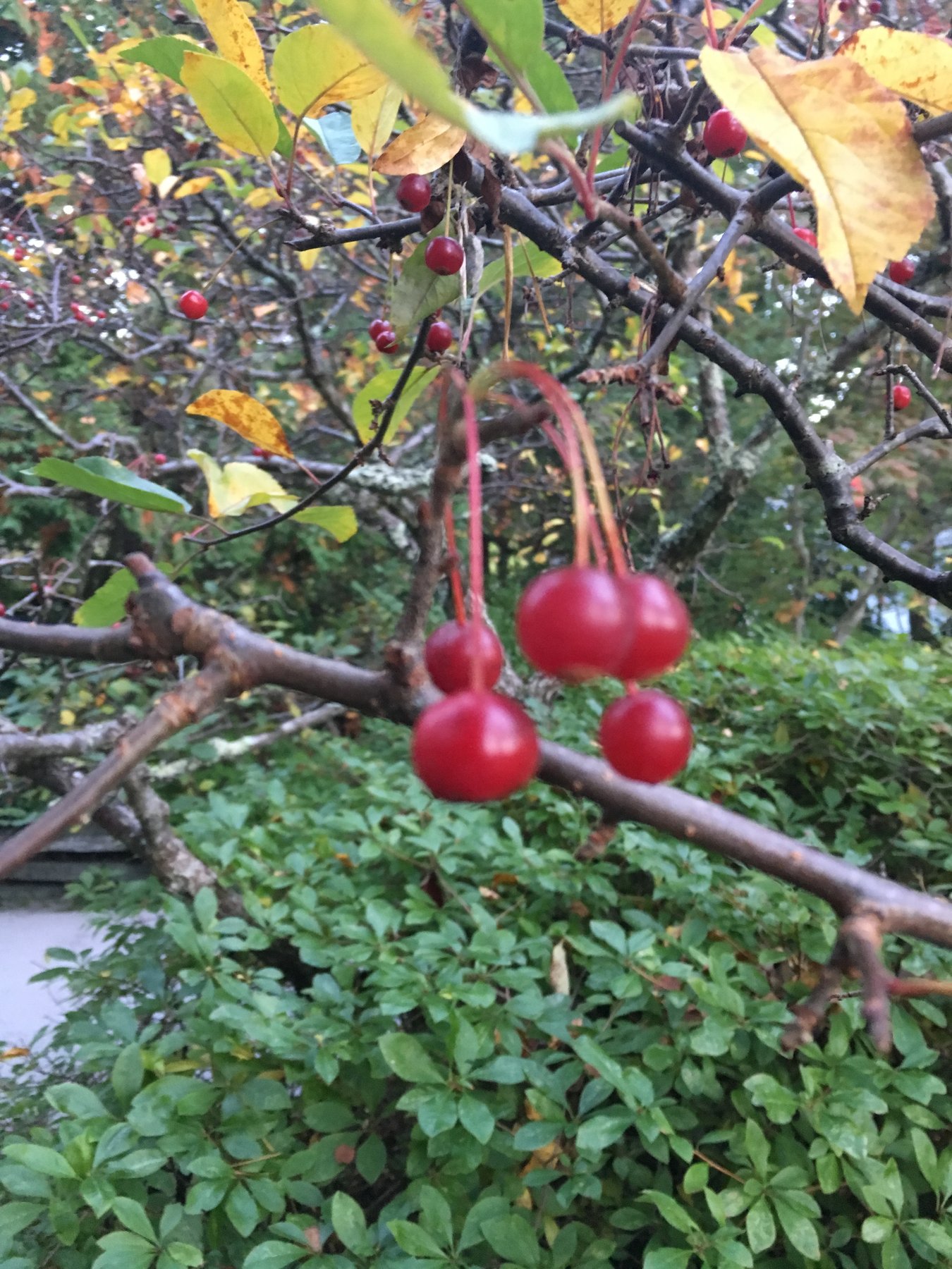 Maine, October 14, 2018.