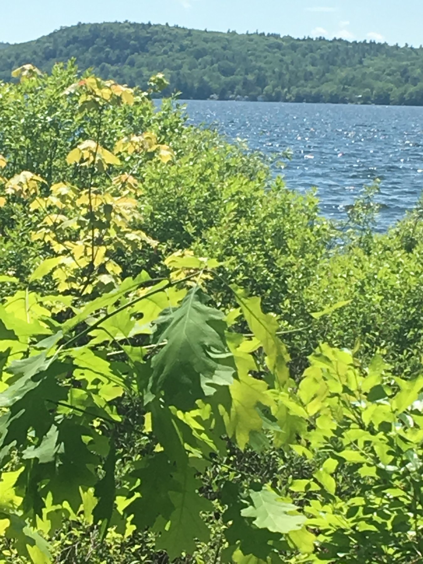 Maine, June 15, 2019.