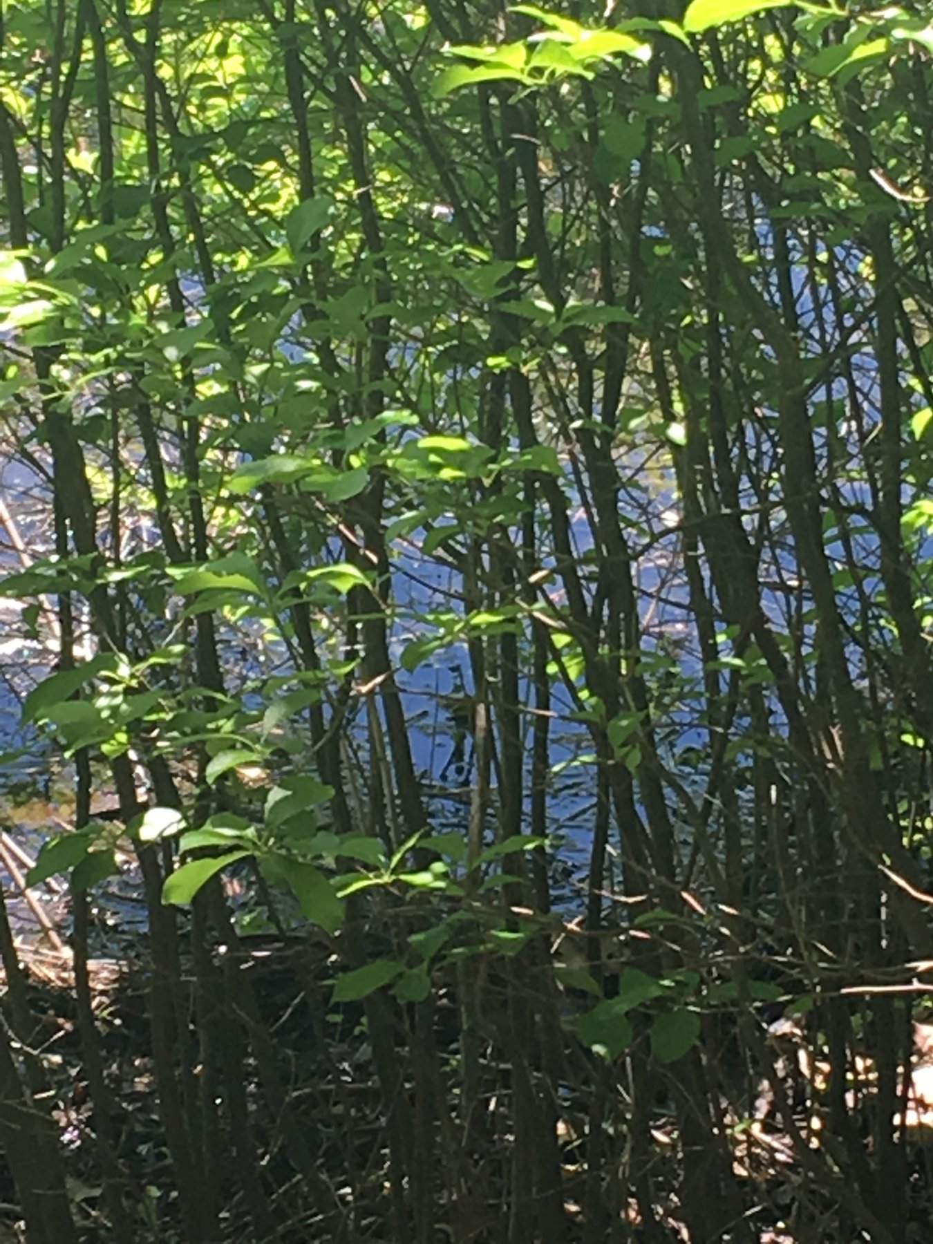 Maine, June 15, 2019.
