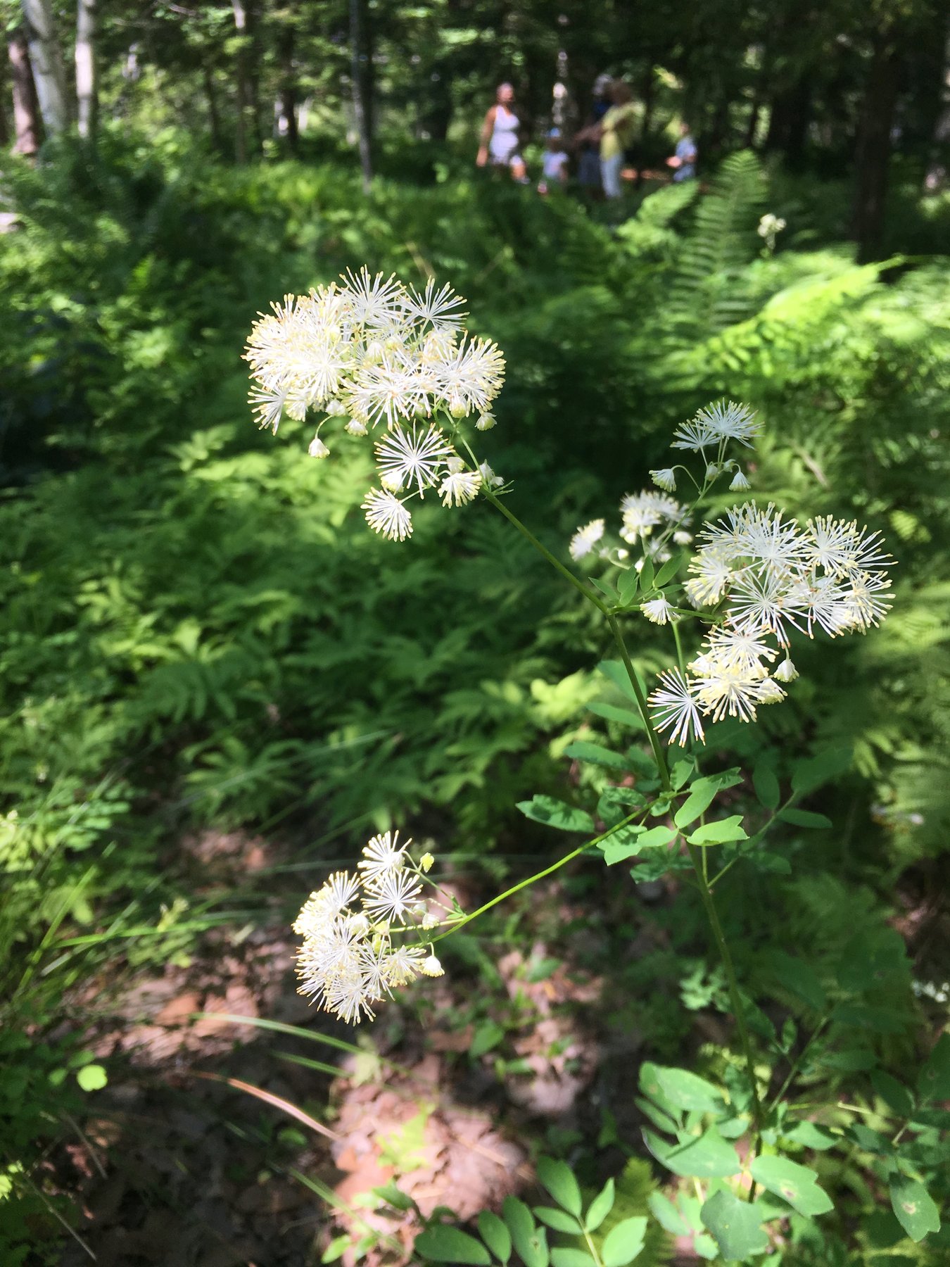 Maine, July 14, 2019.