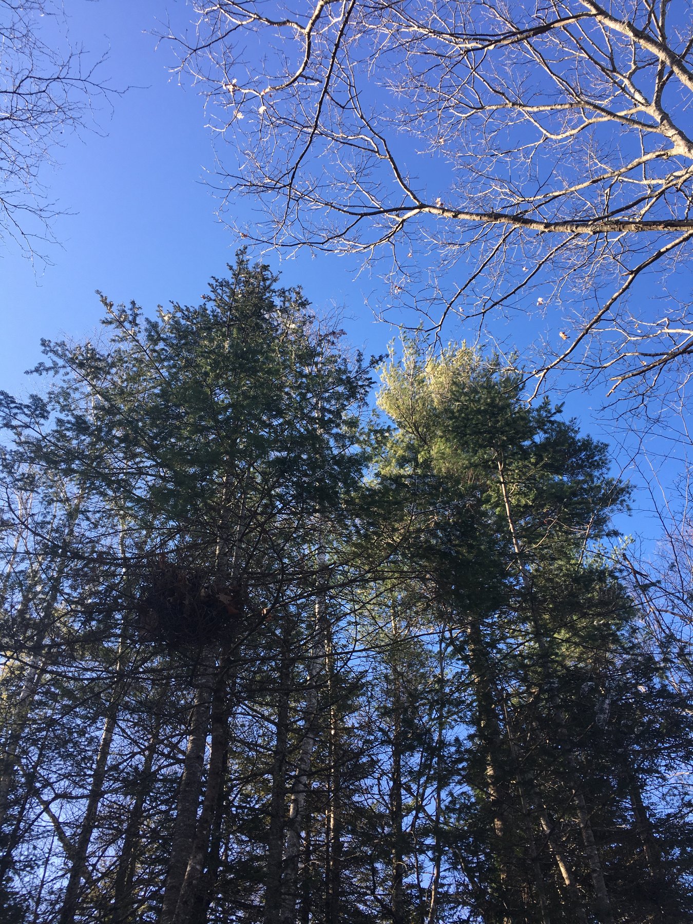 Maine, November 9, 2019.